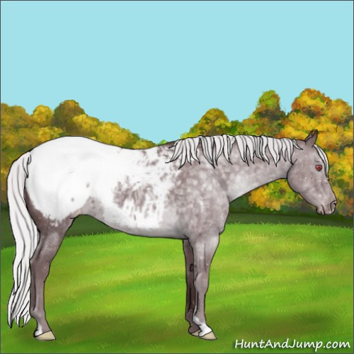 Horse Color:Chocolate Silver Black Chinchilla Appaloosa 