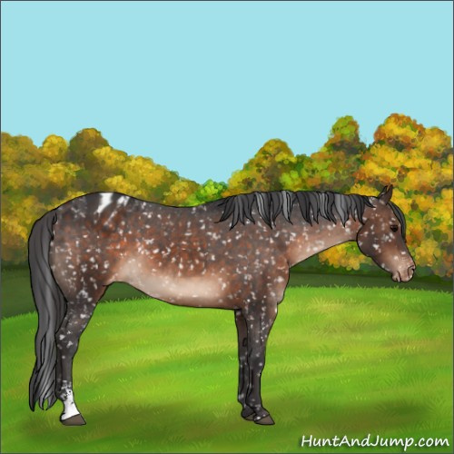 Horse Color:Brown Sabino Appaloosa 
