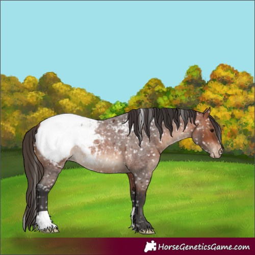 Horse Color:Bay Roan Appaloosa 