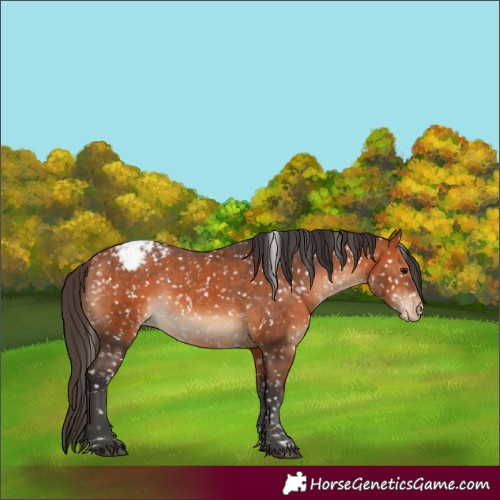 Horse Color:Bay Appaloosa 