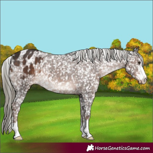 Horse Color:Liver Chestnut Mushroom Appaloosa 