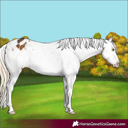 Horse Color:Chocolate Palomino Mushroom Appaloosa