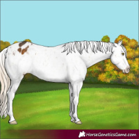 Horse Color:Chocolate Palomino Mushroom Appaloosa 