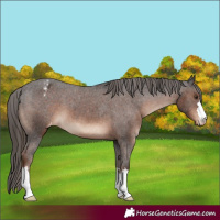 Horse Color:Liver Chestnut Appaloosa
