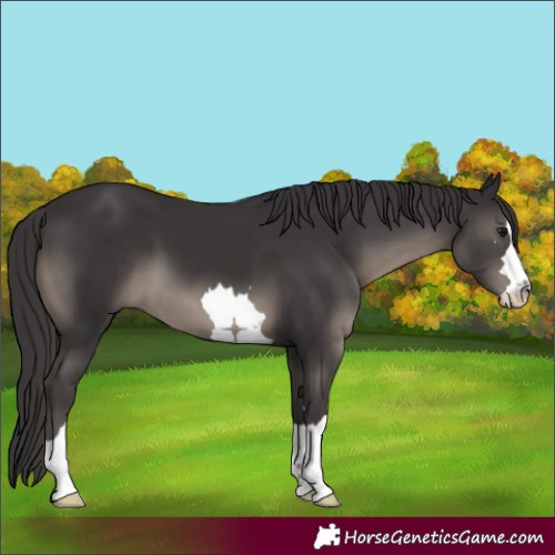 Horse Color:Smoky Black Mushroom 