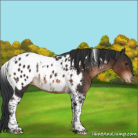 Horse Color:Brown Tobiano Blanket Rabicano 