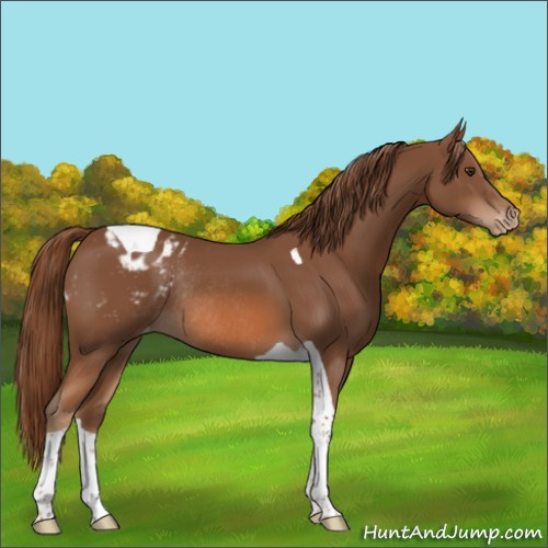 Horse Color:Chestnut Tobiano Appaloosa Rabicano 