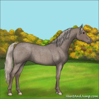 Horse Color:Silver Blue Roan 