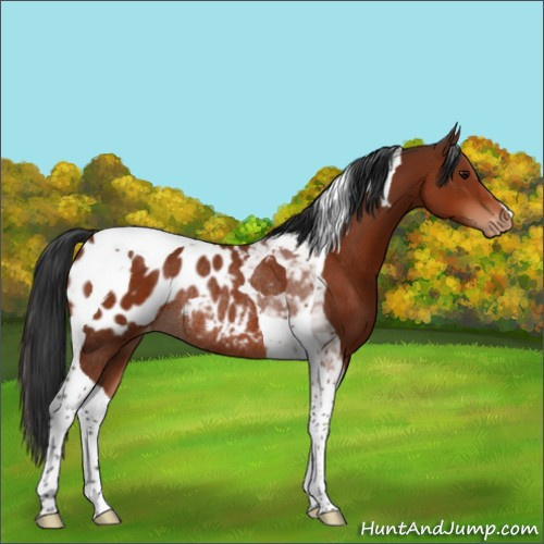 Horse Color:Bay Tobiano Appaloosa Rabicano 