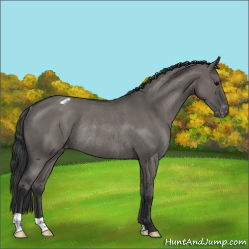Horse Color:Grullo Roan Appaloosa Rabicano 