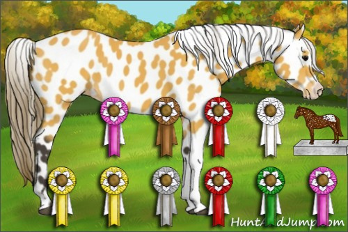 Horse Color:Buckskin Appaloosa 