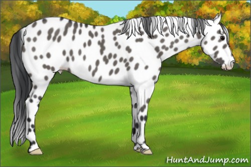 Horse Color:Grullo Appaloosa 