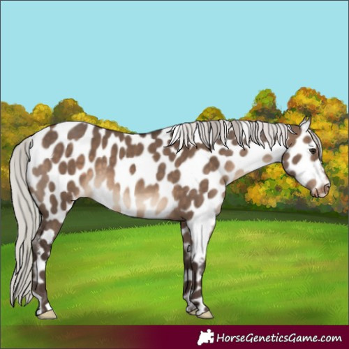 Horse Color:Silver Brown Dun Appaloosa 