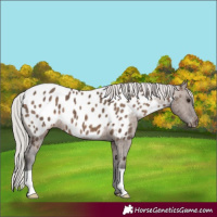 Horse Color:Silver Brown Dun Appaloosa 