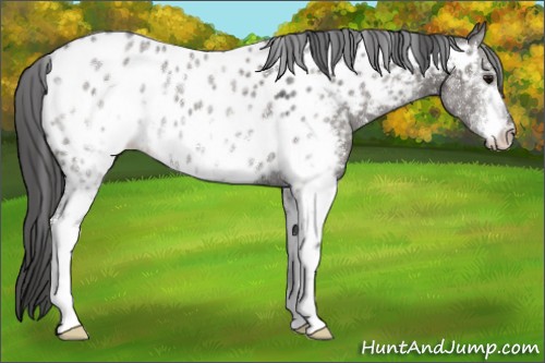 Horse Color:White Spotted Grullo Near Leopard 