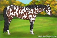 Horse Color:Brown Appaloosa 