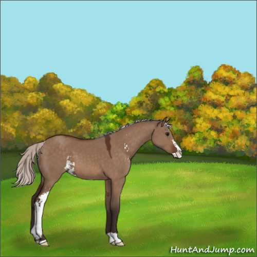 Horse Color:Silver Brown Dun Sabino 