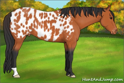 Horse Color:Bay Appaloosa 