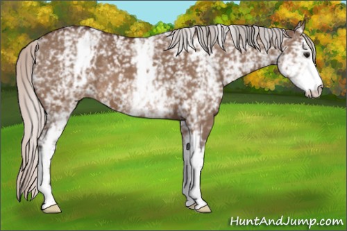 Horse Color:White Spotted Silver Brown Dun 