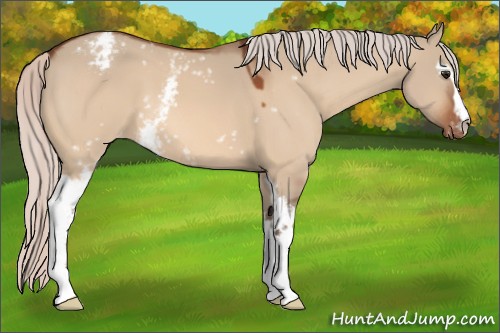 Horse Color:White Spotted Silver Bay Dun Appaloosa 