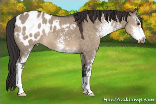Horse Color:Brown Dun Sabino Appaloosa 