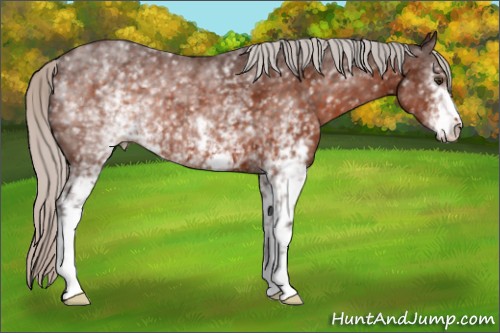 Horse Color:White Spotted Silver Brown 