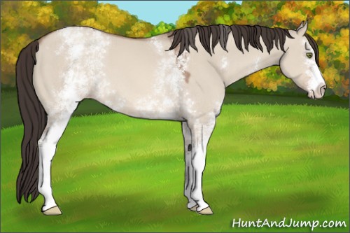 Horse Color:White Spotted Sable Champagne Dun 