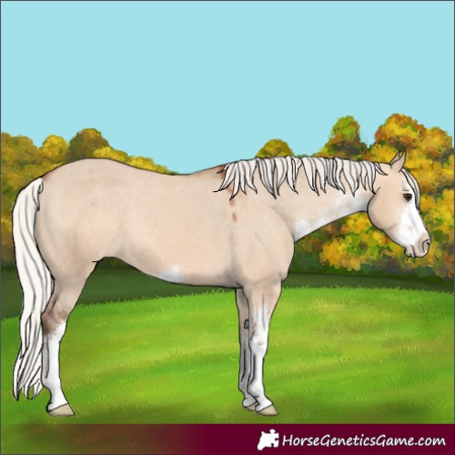 Horse Color:White Spotted Silver Bay Dun Varnish