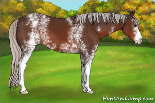 Horse Color:White Spotted Silver Brown 