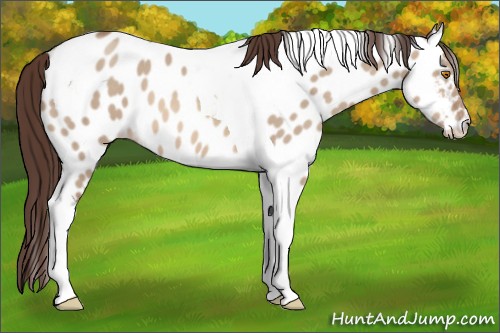 Horse Color:Sable Champagne Dun Tobiano Appaloosa 
