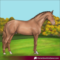 Horse Color:Gold Champagne 