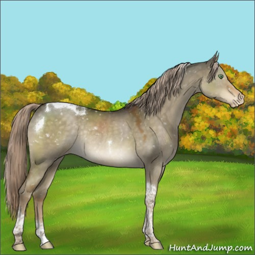 Horse Color:Chocolate Palomino Dun Tobiano Appaloosa Rabicano 