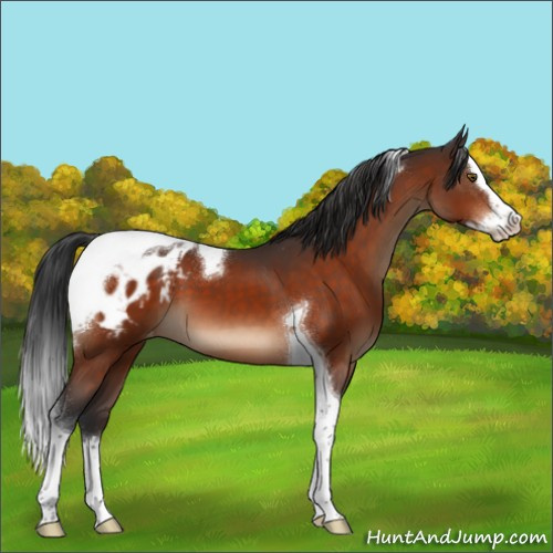 Horse Color:Brown Splash Tobiano Appaloosa 