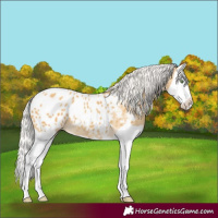 Horse Color:Silver Classic Cream Champagne Splash Appaloosa