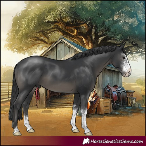 Horse Color:Black Sabino 