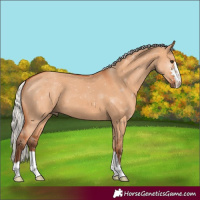 Horse Color:Silver Bay Dun