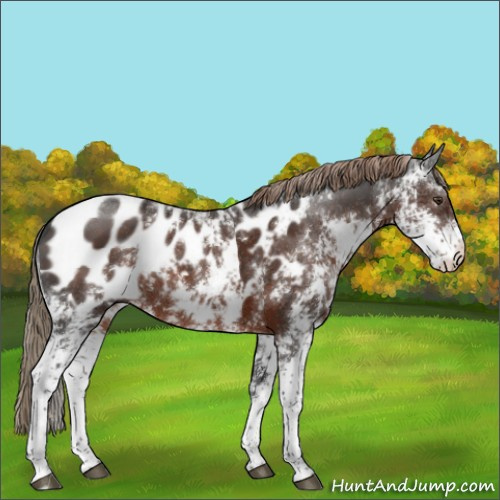 Horse Color:Liver Chestnut Sabino Appaloosa
