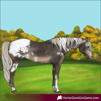Horse Color:Gray White Spotted Silver Smoky Black Sabino Appaloosa Rabicano 