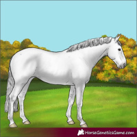 Horse Color:Gray Black Sabino Appaloosa Rabicano
