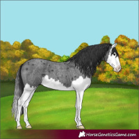 Horse Color:Blue Roan Splash 