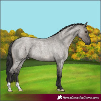 Horse Color:Grullo Roan 