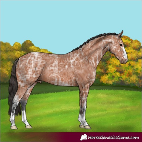 Horse Color:Bay Ice Rabicano 