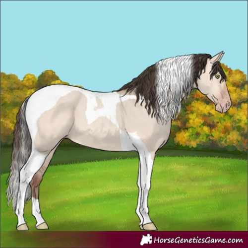 Horse Color:Amber Champagne Dun Tobiano 