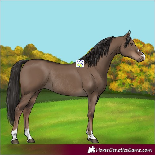 Horse Color:Liver Red Dun Rabicano 