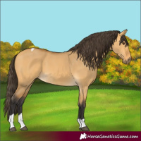 Horse Color:Buckskin Dun Tobiano 