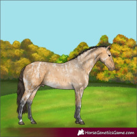 Horse Color:Buckskin Ice 