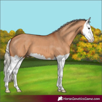 Horse Color:Silver Bay Dun Splash 