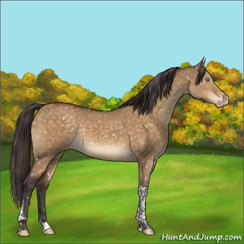 Horse Color:Buckskin Dun Mushroom Tobiano Appaloosa Rabicano