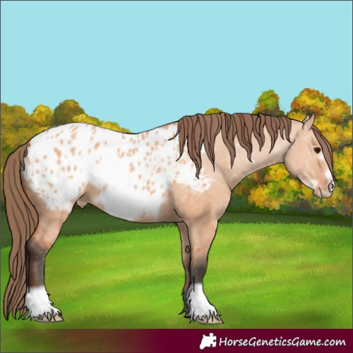 Horse Color:Bay Dun Frame Blanket 