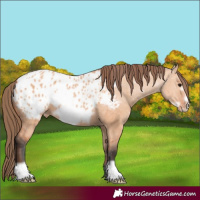 Horse Color:Bay Dun Frame Appaloosa 
